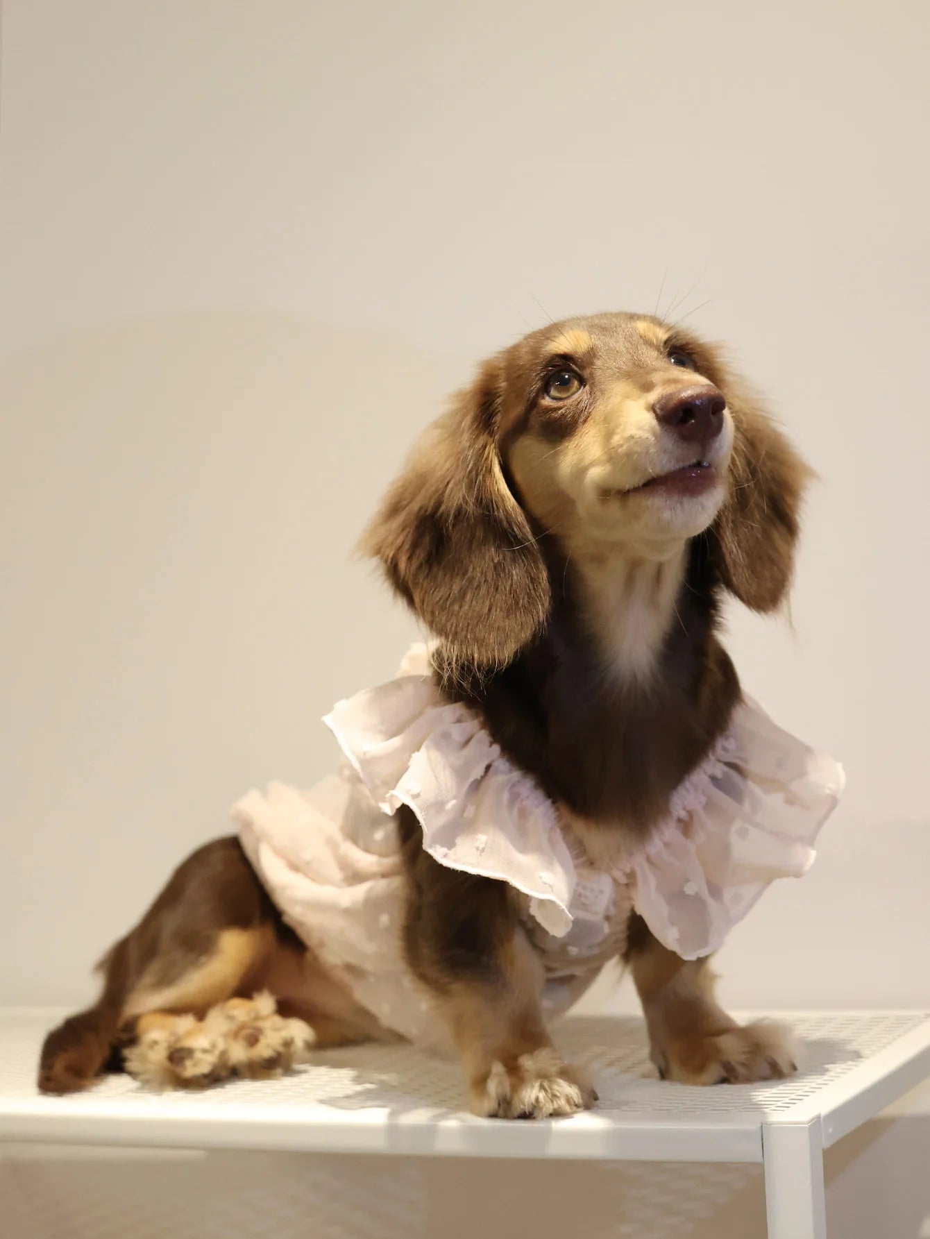 Summer Princess Dog Dress, Lace Skirt Outfit for Small Dogs, Puppies & Cats Summer Princess Dog Dress, Lace Skirt Outfit for Small Dogs, Puppies & Cats