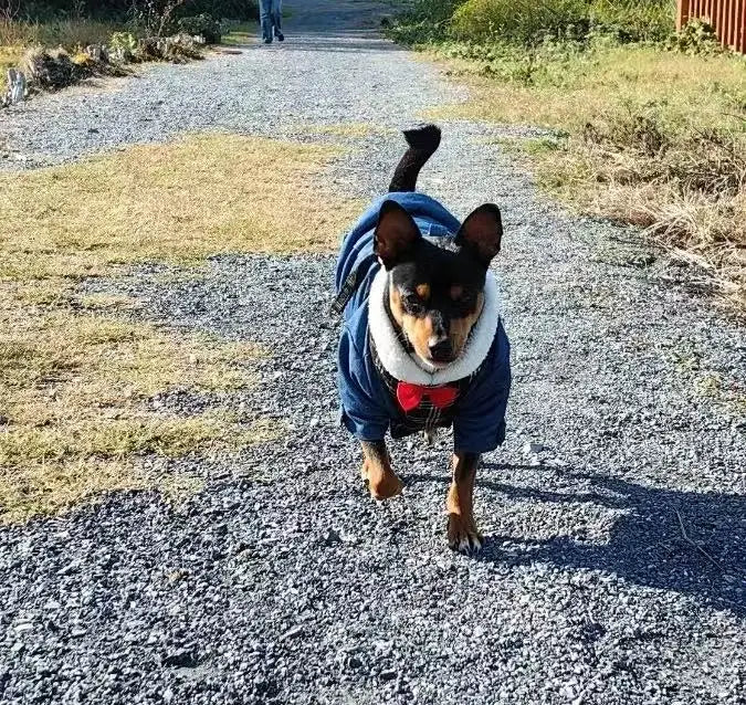 Warm Dog Hoodie Jacket for Small & Medium Dogs, Pet Coat with Hook Closure Warm Dog Hoodie Jacket for Small & Medium Dogs, Pet Coat with Hook Closure