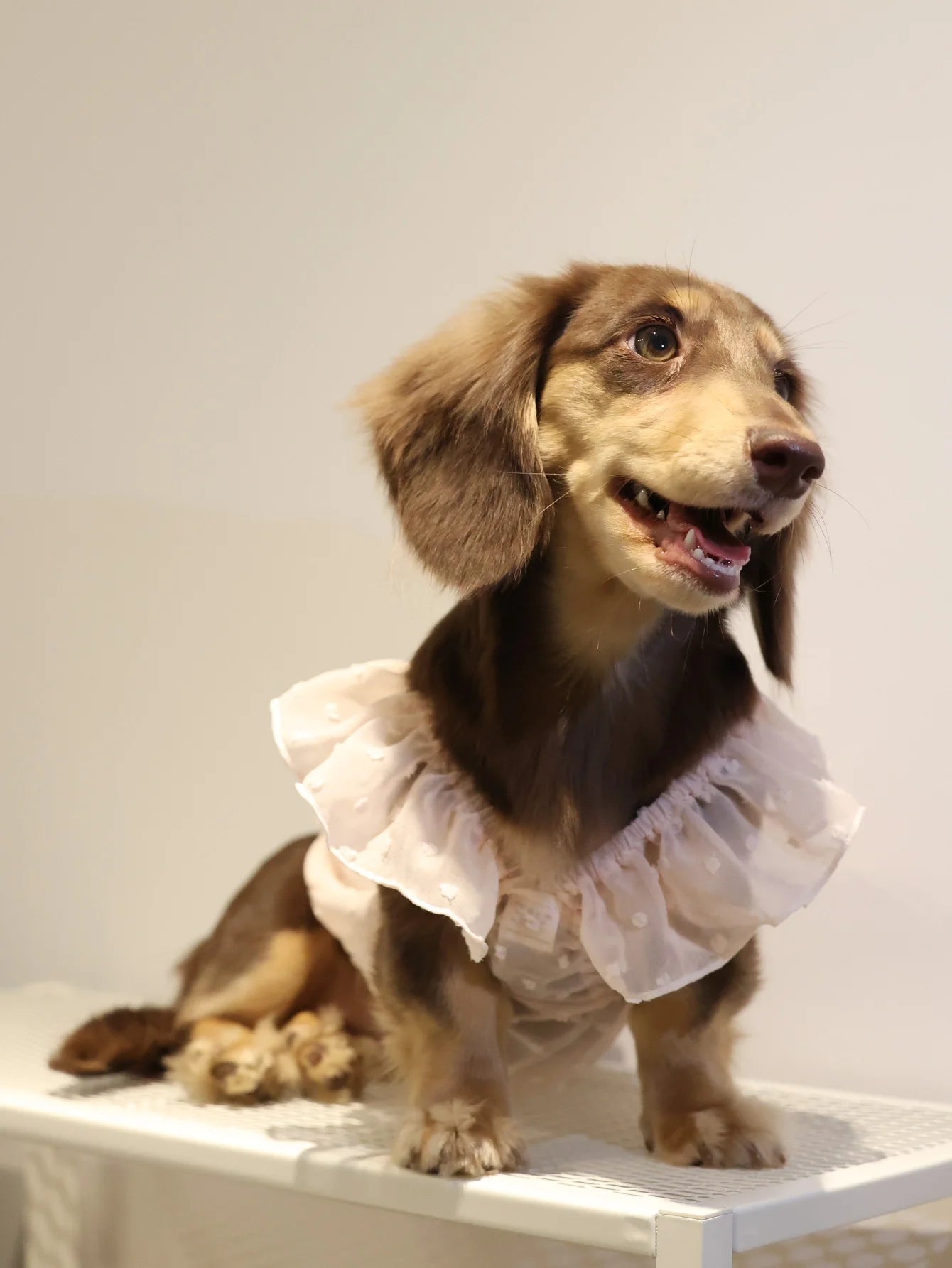 Summer Princess Dog Dress, Lace Skirt Outfit for Small Dogs, Puppies & Cats Summer Princess Dog Dress, Lace Skirt Outfit for Small Dogs, Puppies & Cats