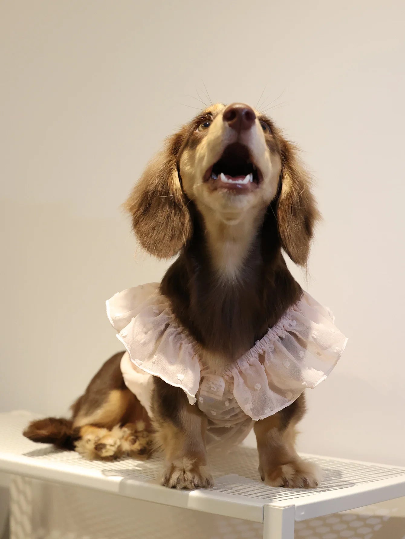 Summer Princess Dog Dress, Lace Skirt Outfit for Small Dogs, Puppies & Cats Summer Princess Dog Dress, Lace Skirt Outfit for Small Dogs, Puppies & Cats