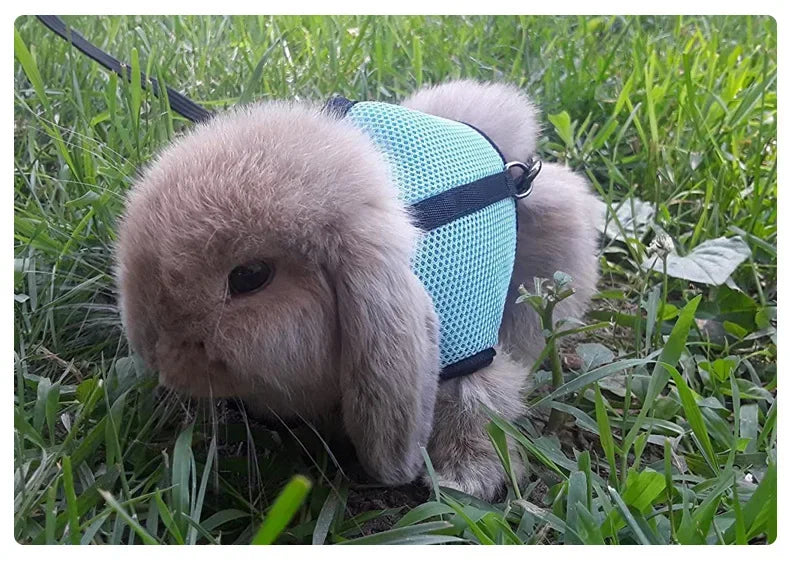 Multi-Color Breathable Vest & Adjustable Harness with Leash for Small Pets Multi-Color Breathable Vest & Adjustable Harness with Leash for Small Pets