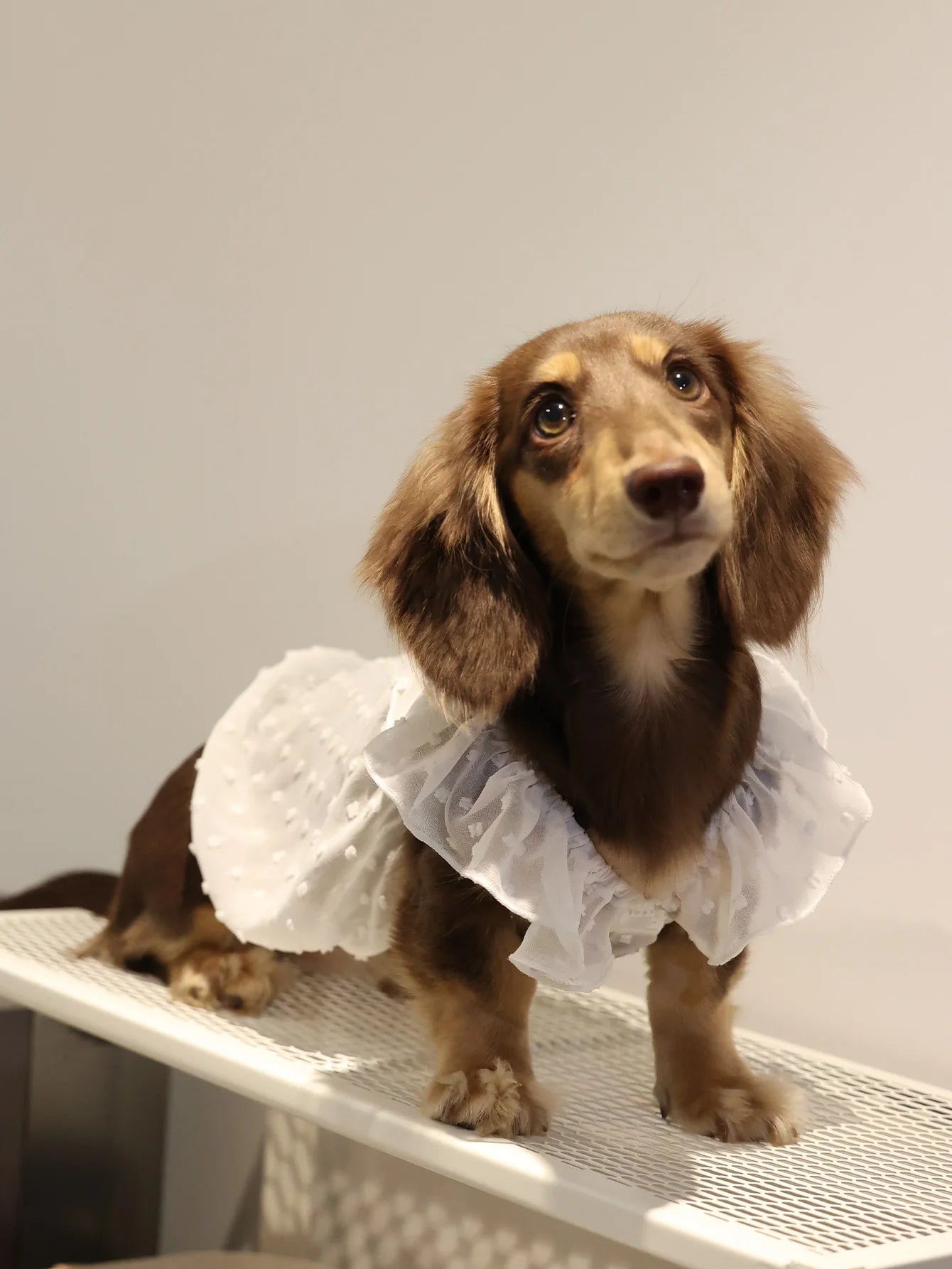 Summer Princess Dog Dress, Lace Skirt Outfit for Small Dogs, Puppies & Cats Summer Princess Dog Dress, Lace Skirt Outfit for Small Dogs, Puppies & Cats