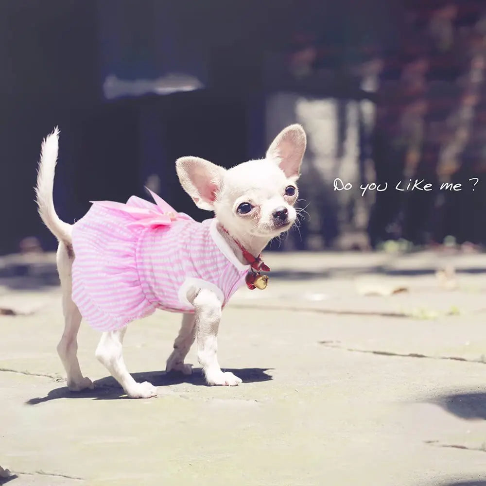 Summer Princess Dog Dress, Tutu Skirt Outfit for Small Dogs, Puppies & Cats Summer Princess Dog Dress, Tutu Skirt Outfit for Small Dogs, Puppies & Cats
