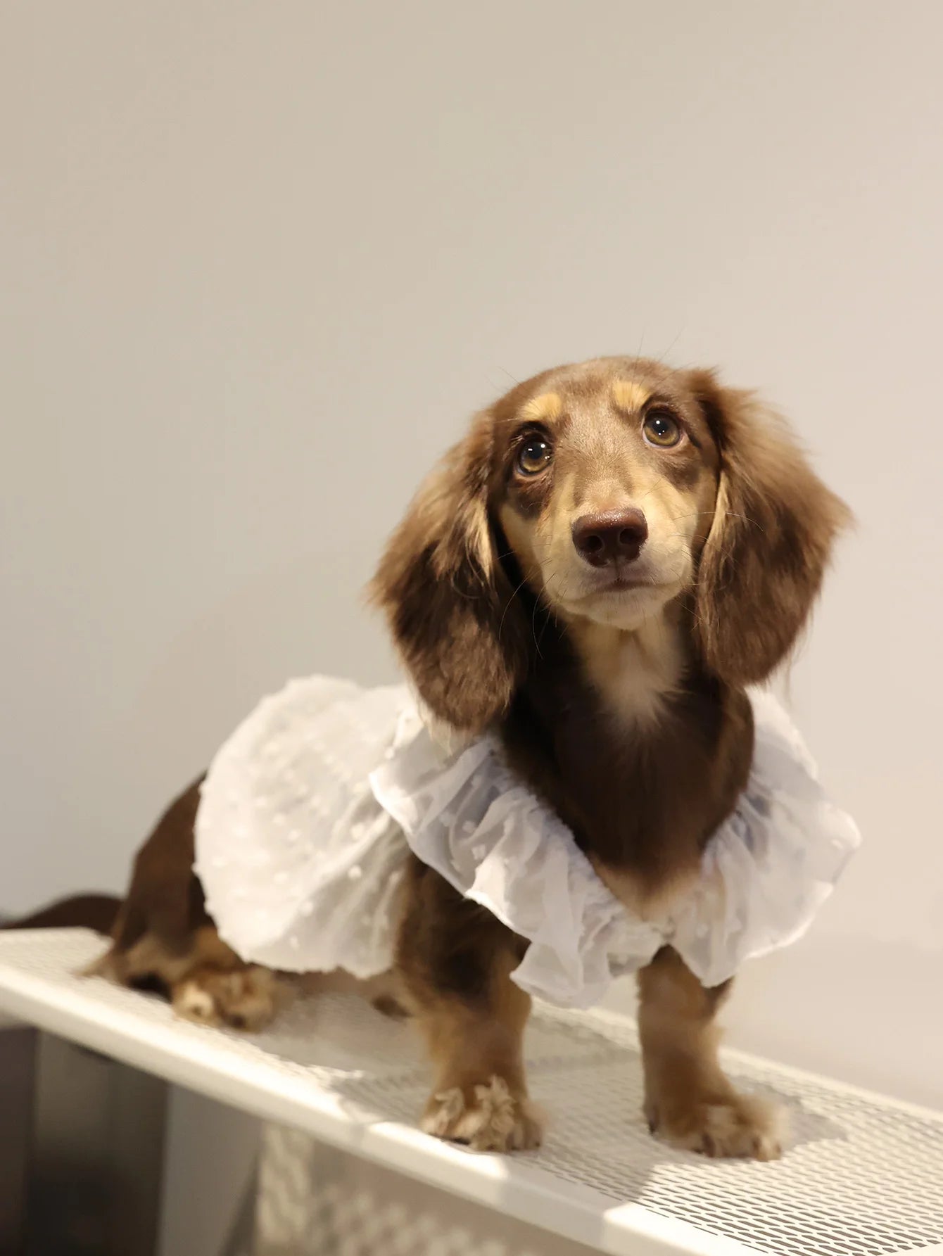 Summer Princess Dog Dress, Lace Skirt Outfit for Small Dogs, Puppies & Cats Summer Princess Dog Dress, Lace Skirt Outfit for Small Dogs, Puppies & Cats