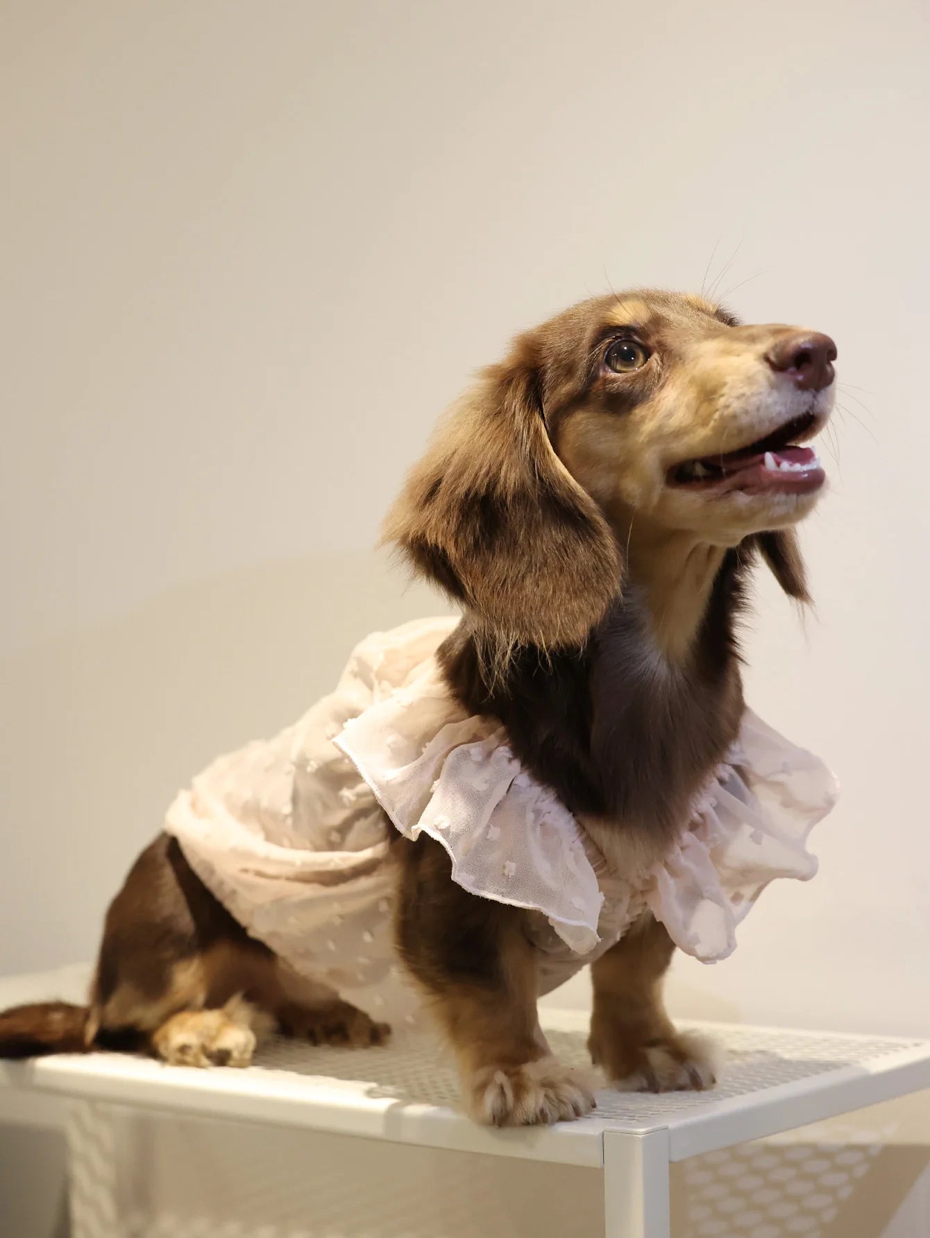 Summer Princess Dog Dress, Lace Skirt Outfit for Small Dogs, Puppies & Cats Summer Princess Dog Dress, Lace Skirt Outfit for Small Dogs, Puppies & Cats