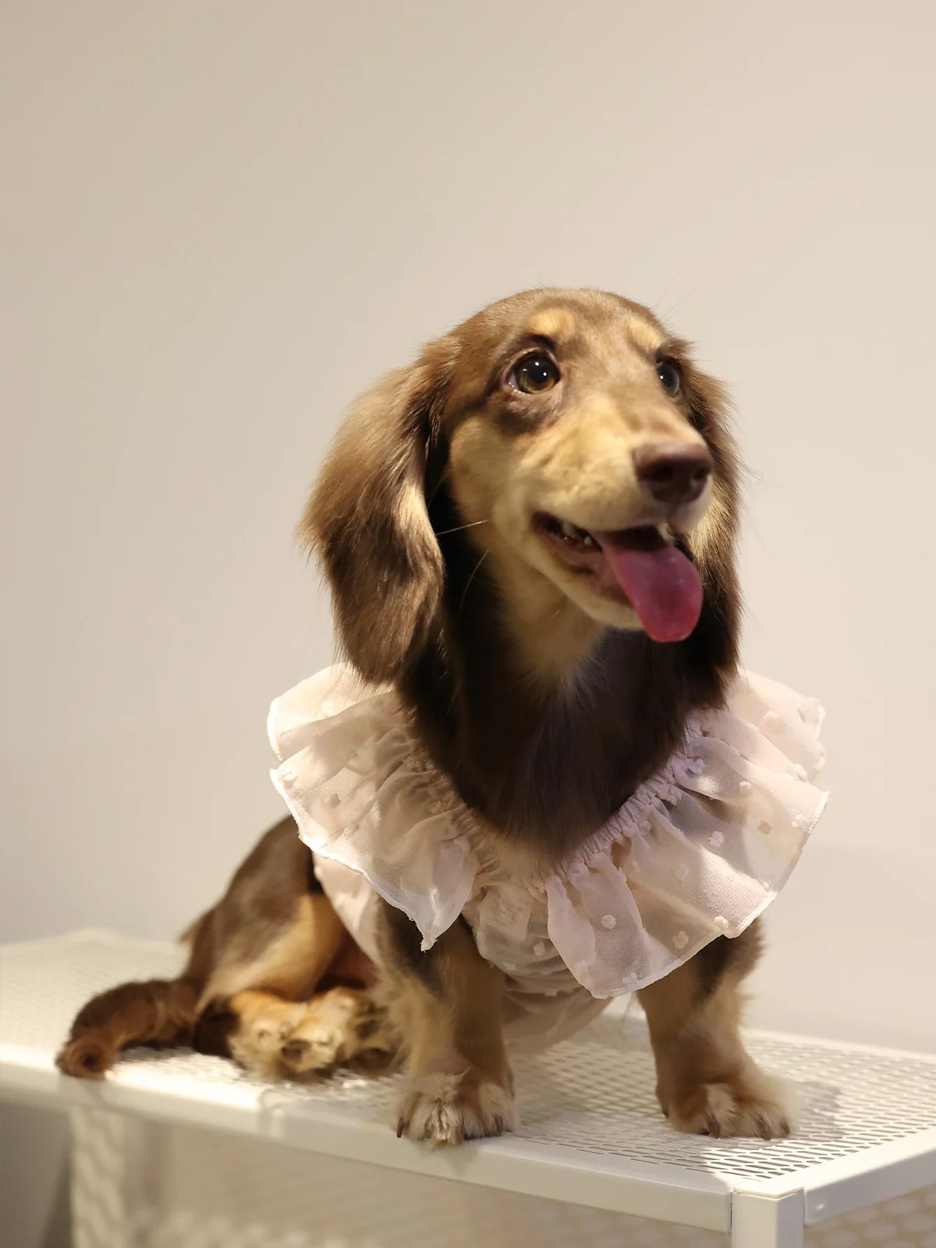 Summer Princess Dog Dress, Lace Skirt Outfit for Small Dogs, Puppies & Cats Summer Princess Dog Dress, Lace Skirt Outfit for Small Dogs, Puppies & Cats