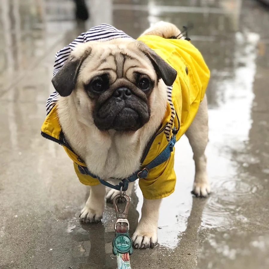 Dog Raincoat with Hood, Reflective Zip-Up Pet Jacket Windbreaker, S-5XL Large Breed Dog Raincoat with Hood, Reflective Zip-Up Pet Jacket Windbreaker, S-5XL Large Breed
