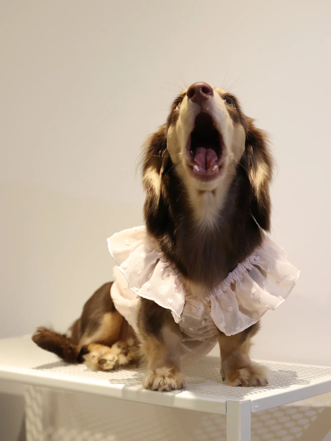 Summer Princess Dog Dress, Lace Skirt Outfit for Small Dogs, Puppies & Cats Summer Princess Dog Dress, Lace Skirt Outfit for Small Dogs, Puppies & Cats