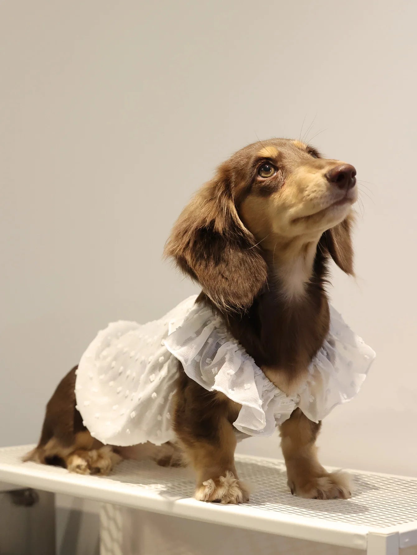 Summer Princess Dog Dress, Lace Skirt Outfit for Small Dogs, Puppies & Cats Summer Princess Dog Dress, Lace Skirt Outfit for Small Dogs, Puppies & Cats