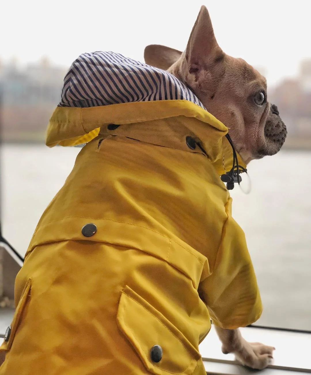 Dog Raincoat with Hood, Reflective Zip-Up Pet Jacket Windbreaker, S-5XL Large Breed Dog Raincoat with Hood, Reflective Zip-Up Pet Jacket Windbreaker, S-5XL Large Breed
