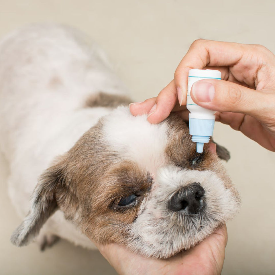 Pet Health & Wellness