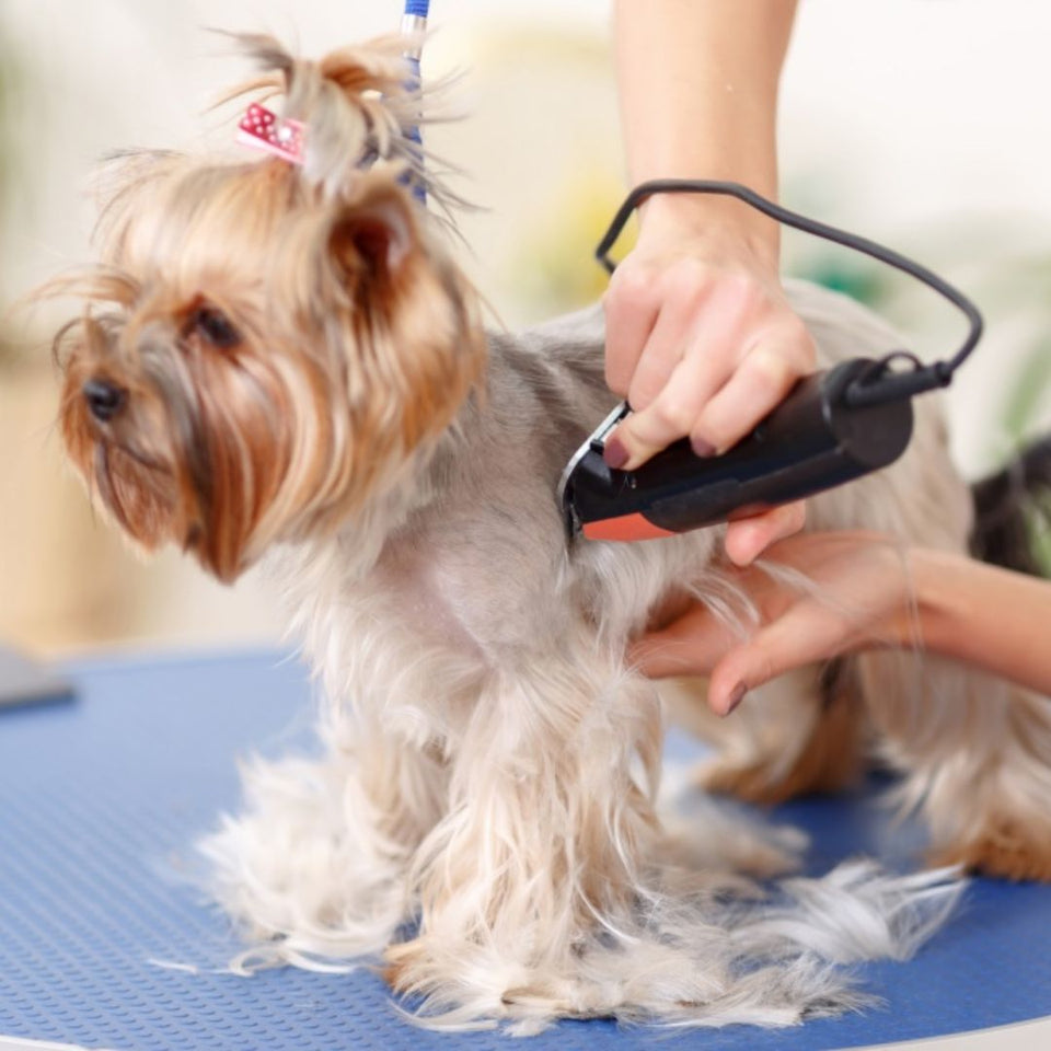 Grooming & Hygiene