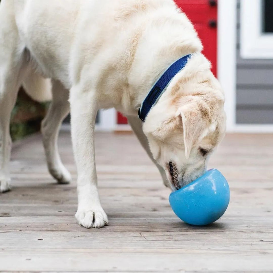 Toys & Enrichment