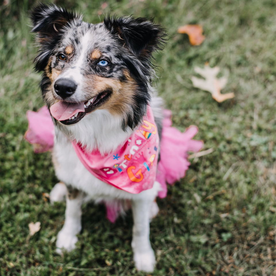 Pet Apparel