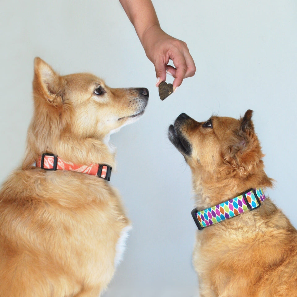 Leashes & Harnesses