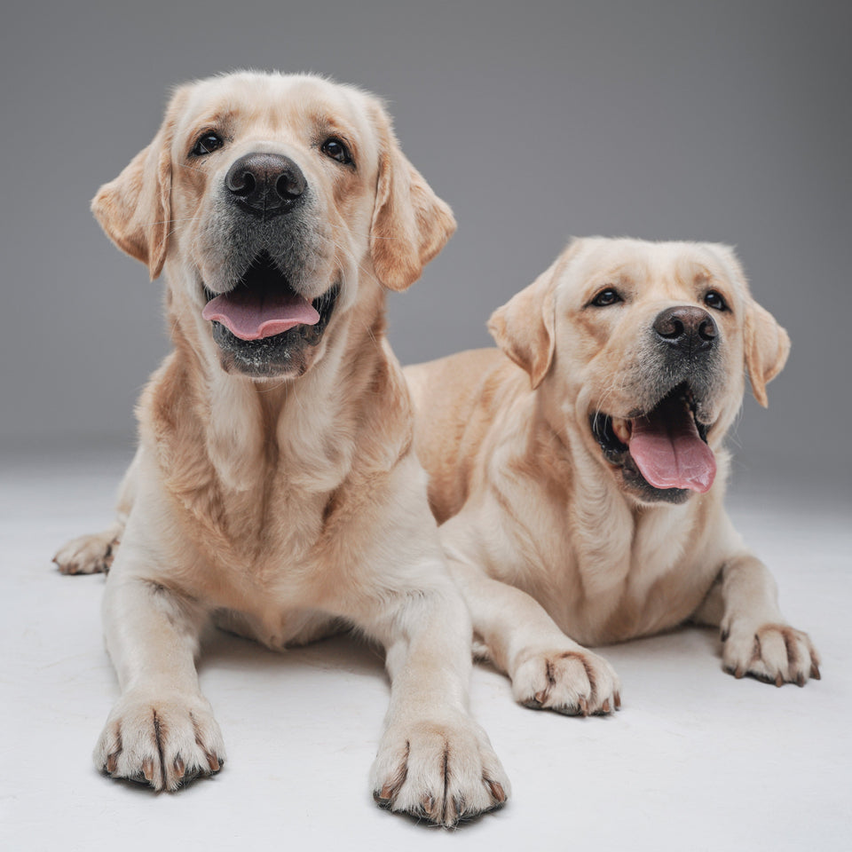 Dogs