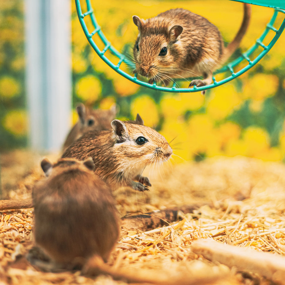 Other Pets