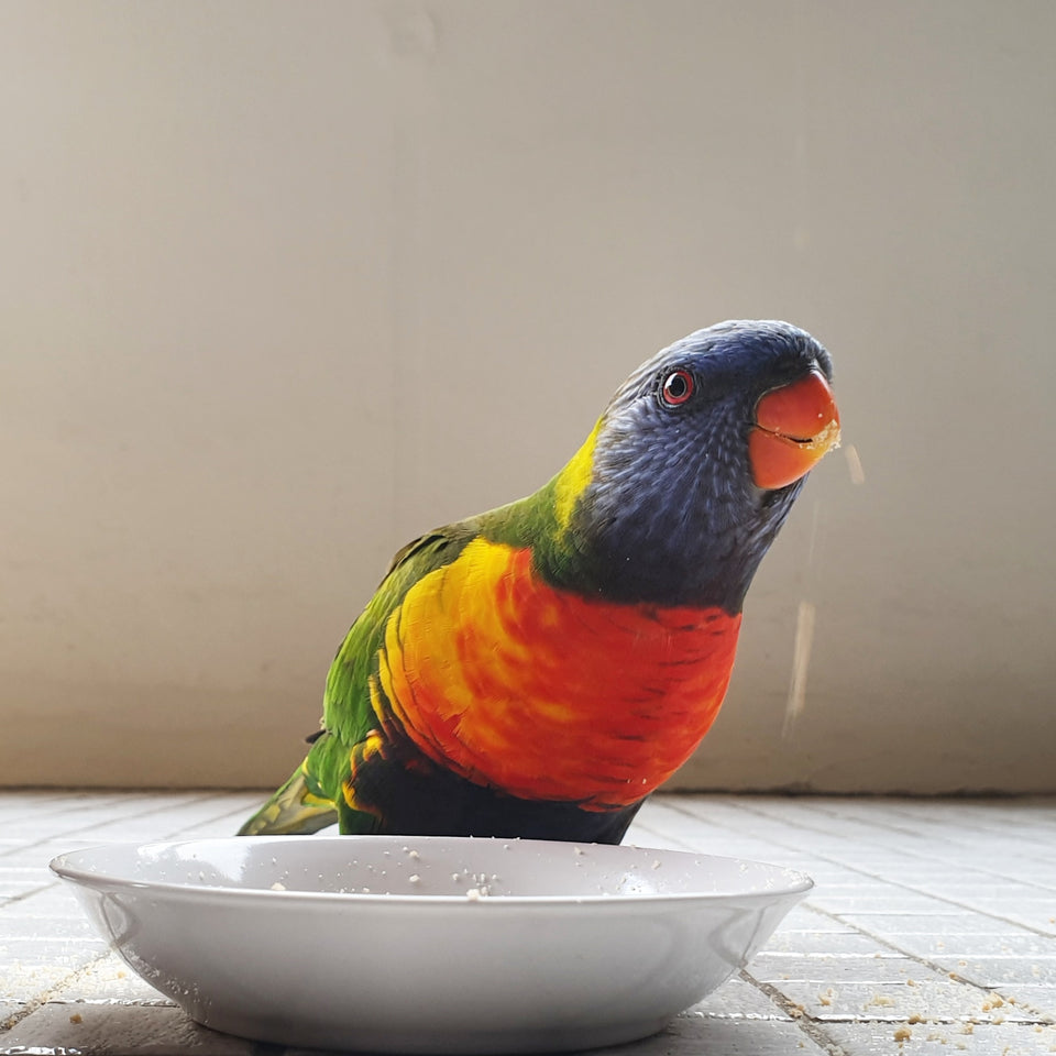 Birds