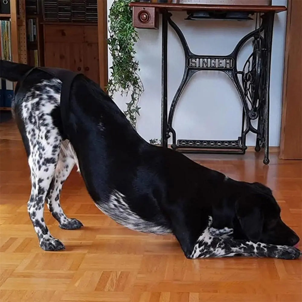 Adjustable Dog Sanitary Pants with 3 Diapers – for Female Dogs