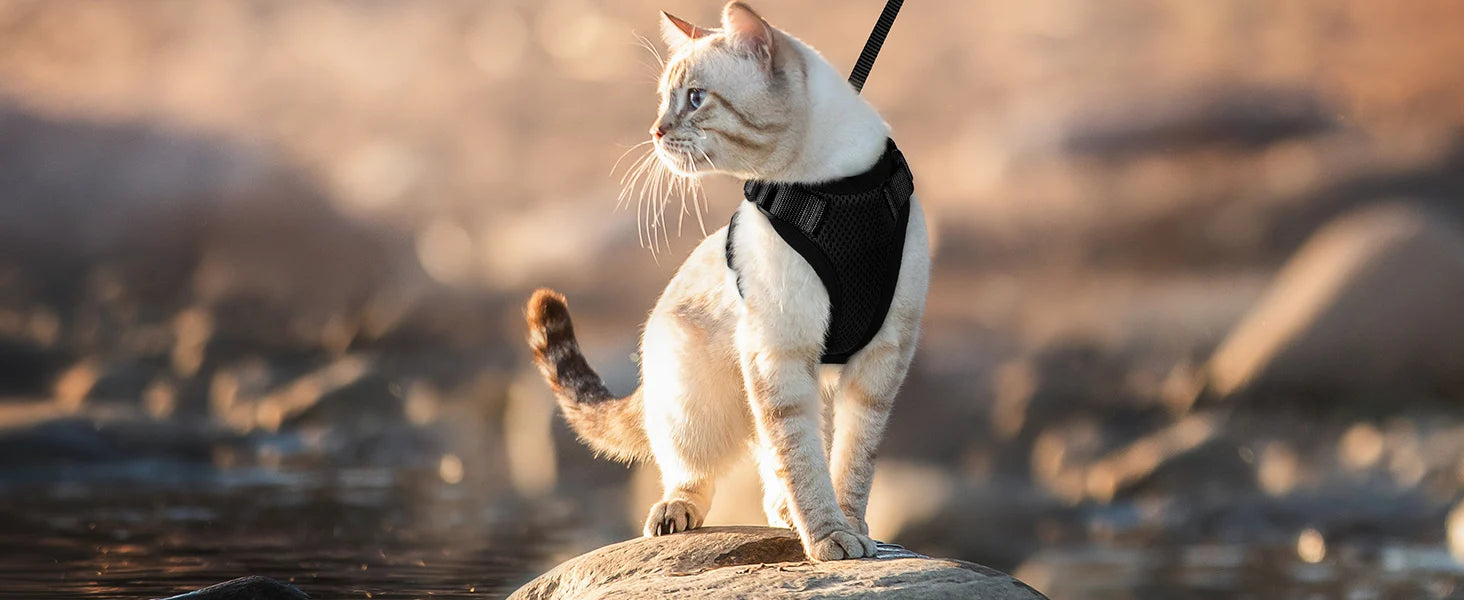 Escape-Proof Cat Harness & Leash Set