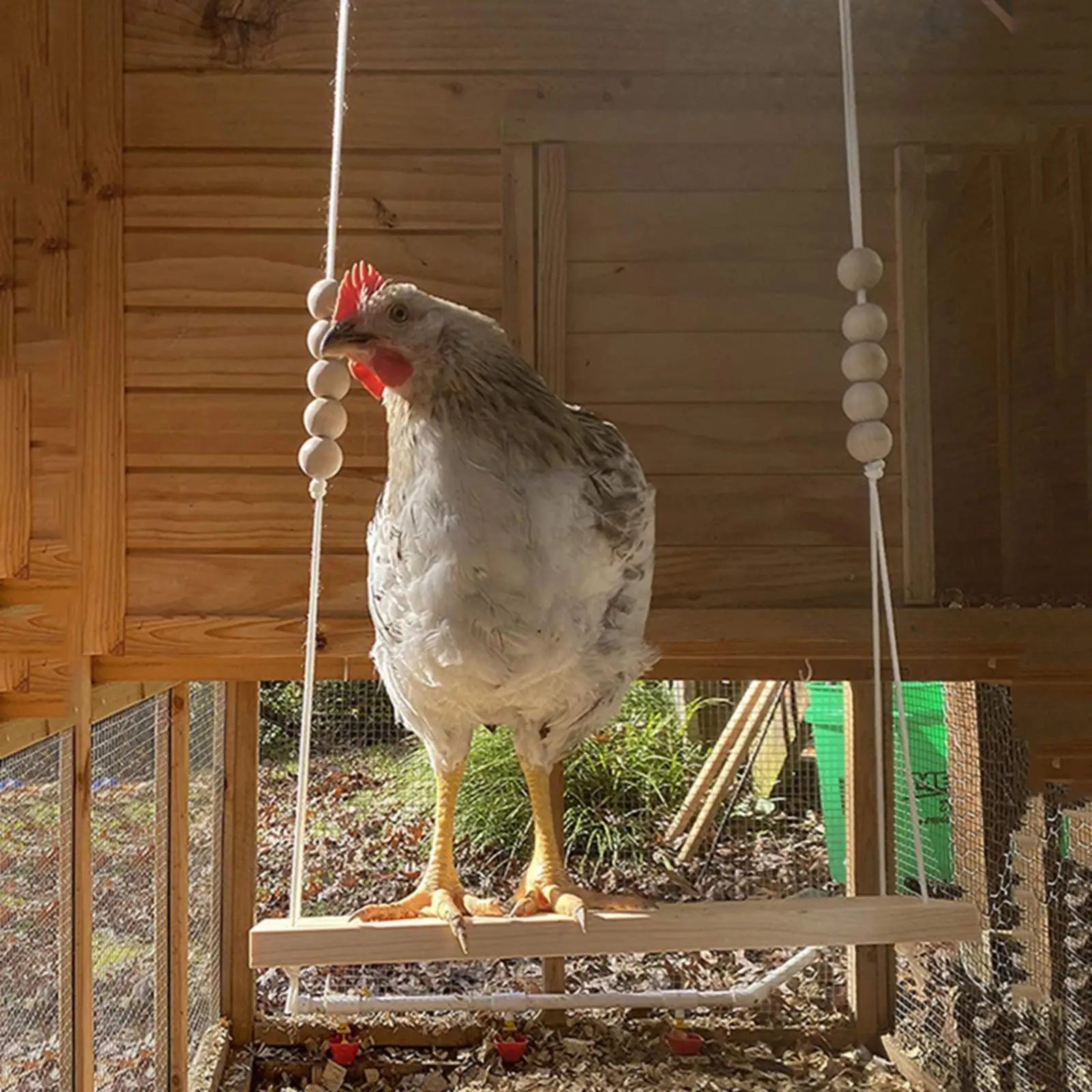 Chicken Swing & Bird Perch