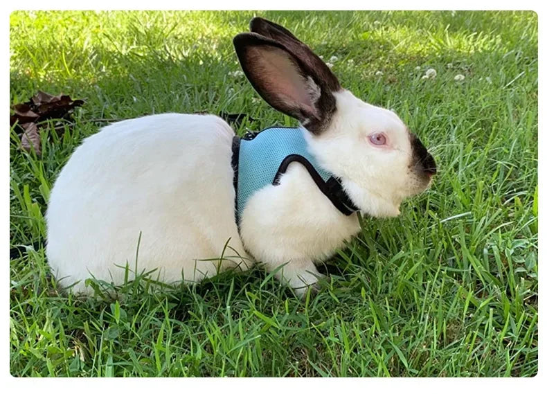 Multi-Color Breathable Vest & Adjustable Harness with Leash for Small Pets