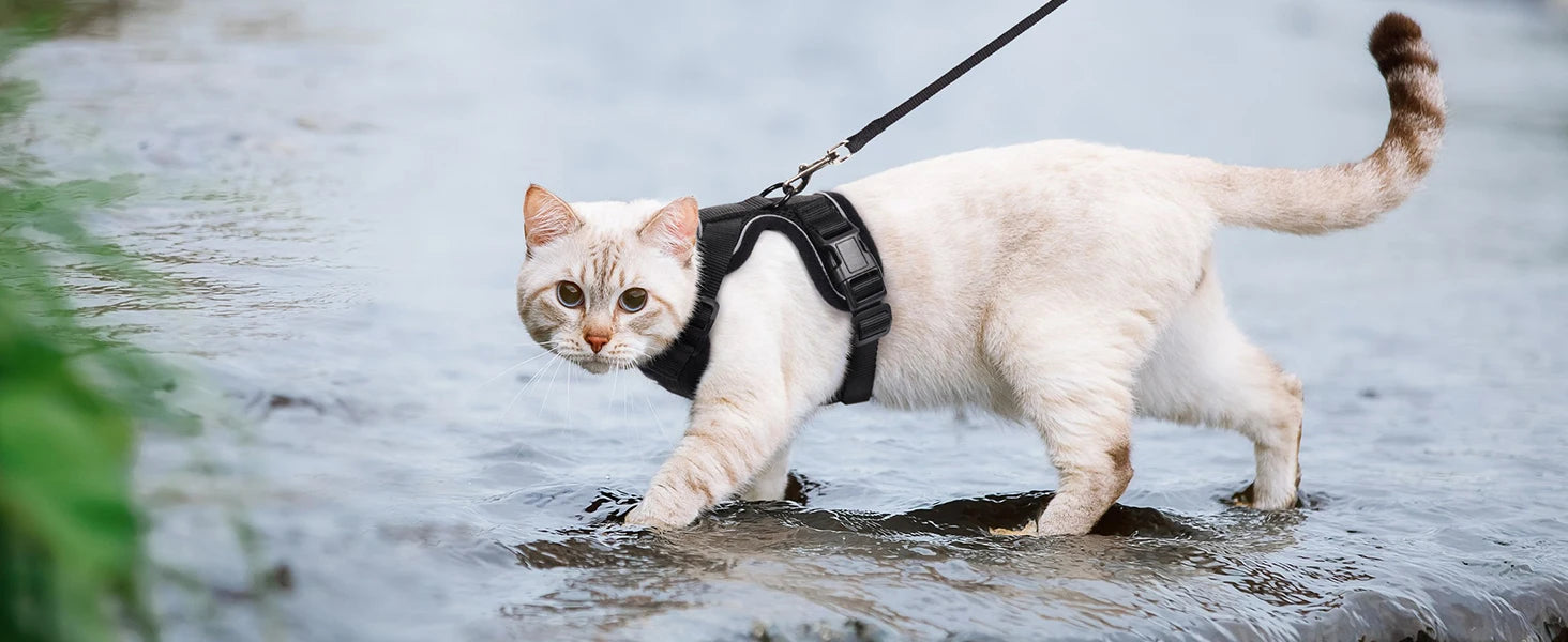 Escape-Proof Cat Harness & Leash Set