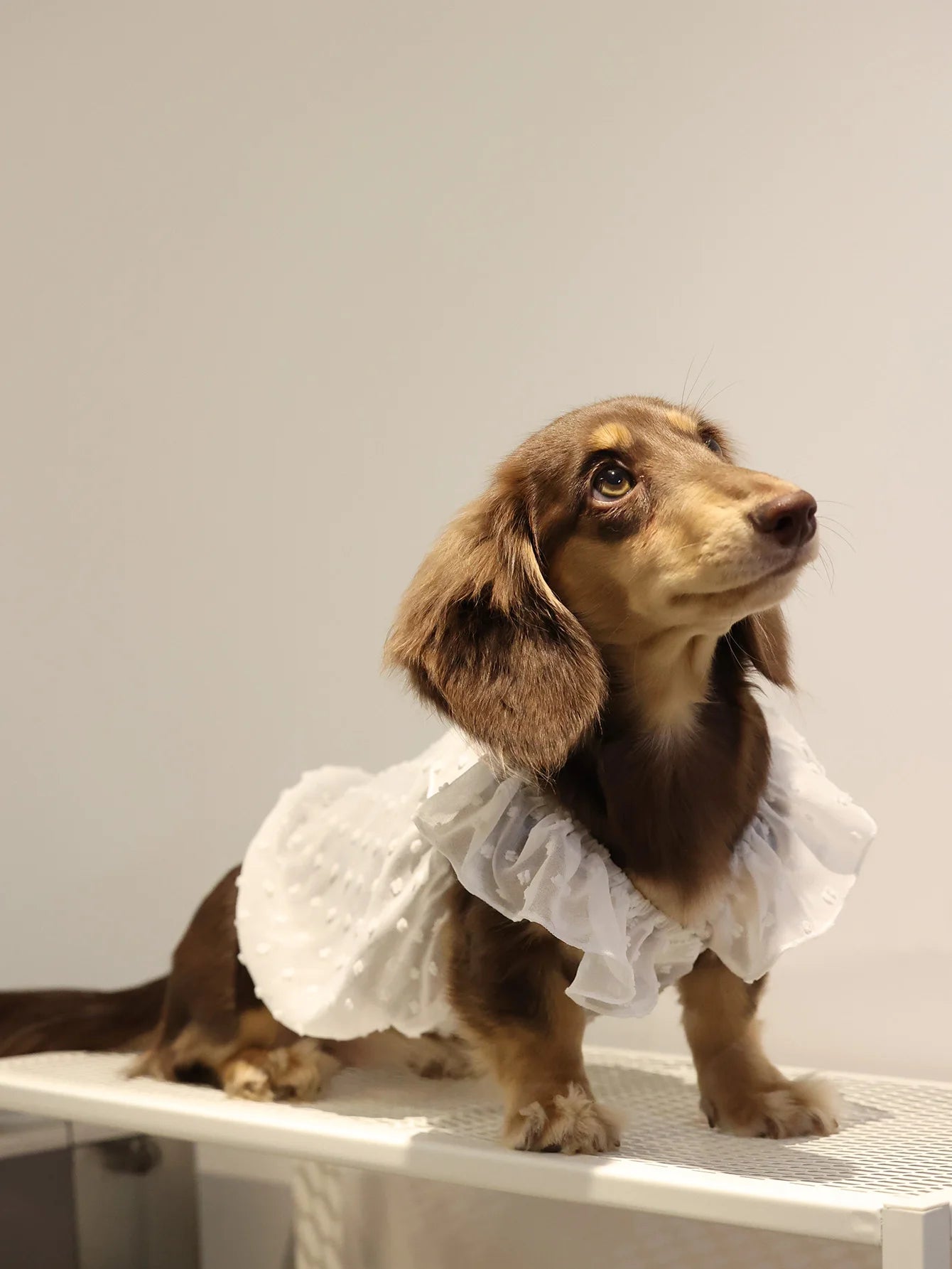 Summer Princess Dog Dress, Lace Skirt Outfit for Small Dogs, Puppies & Cats