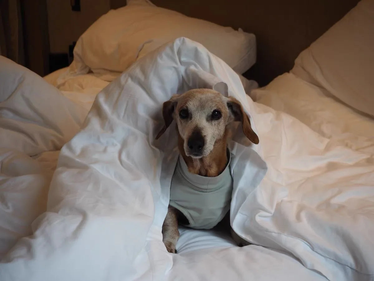 Summer T-Shirt for Dachshunds, Soft Grey Short Sleeve Vest for Wiener Dogs