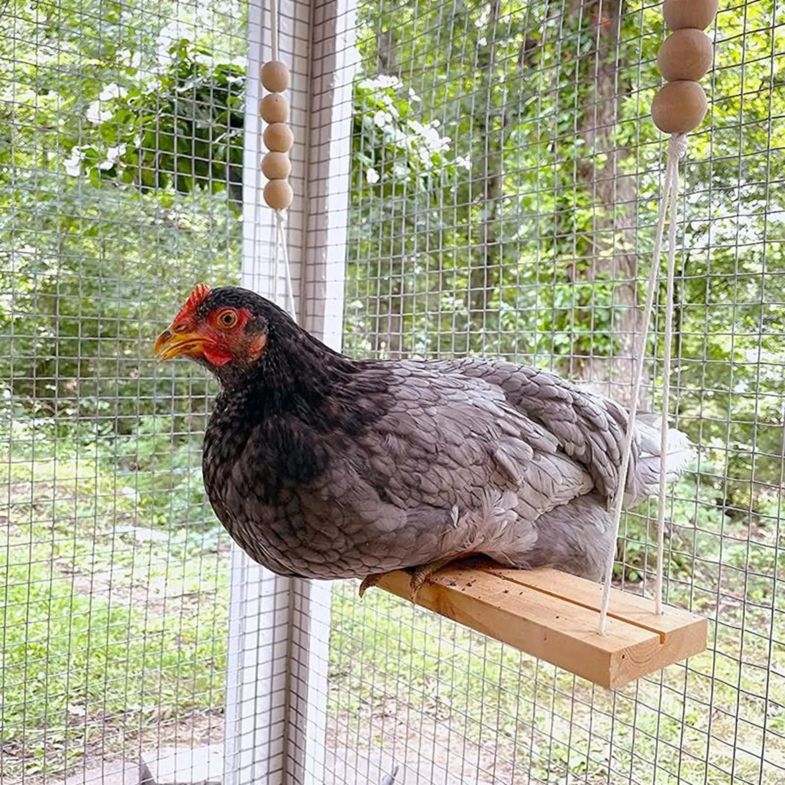 Chicken Swing & Bird Perch