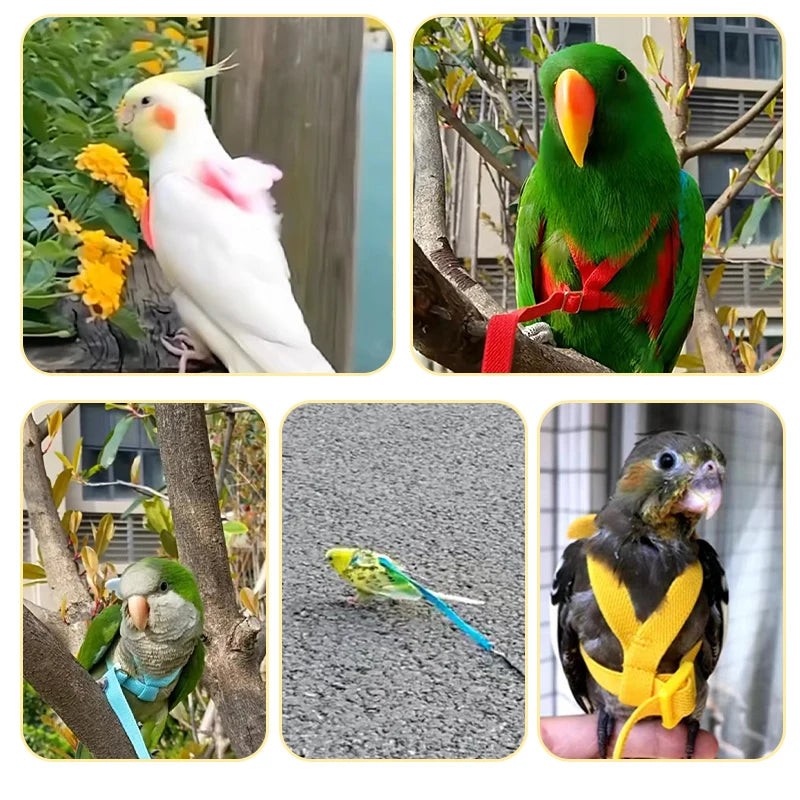 Long Cable Bird Harness & Leash