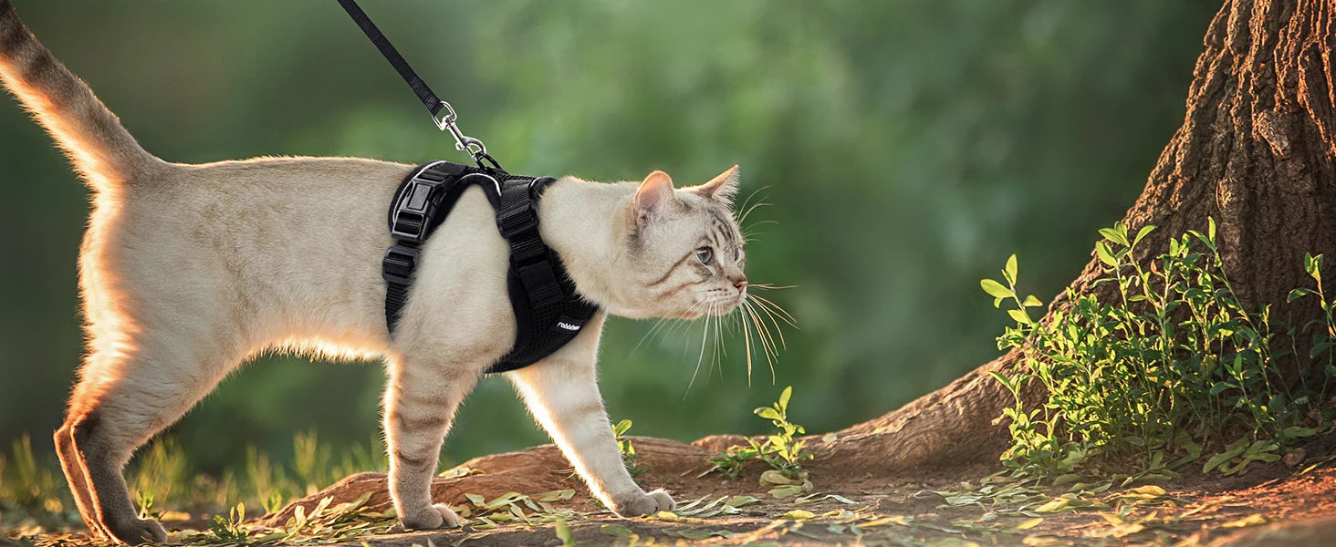 Escape-Proof Cat Harness & Leash Set