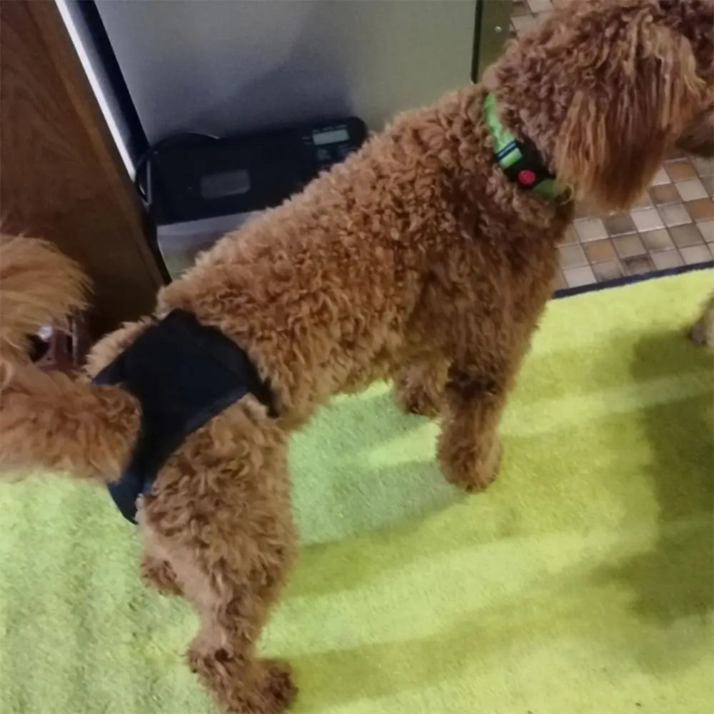 Adjustable Dog Sanitary Pants with 3 Diapers – for Female Dogs