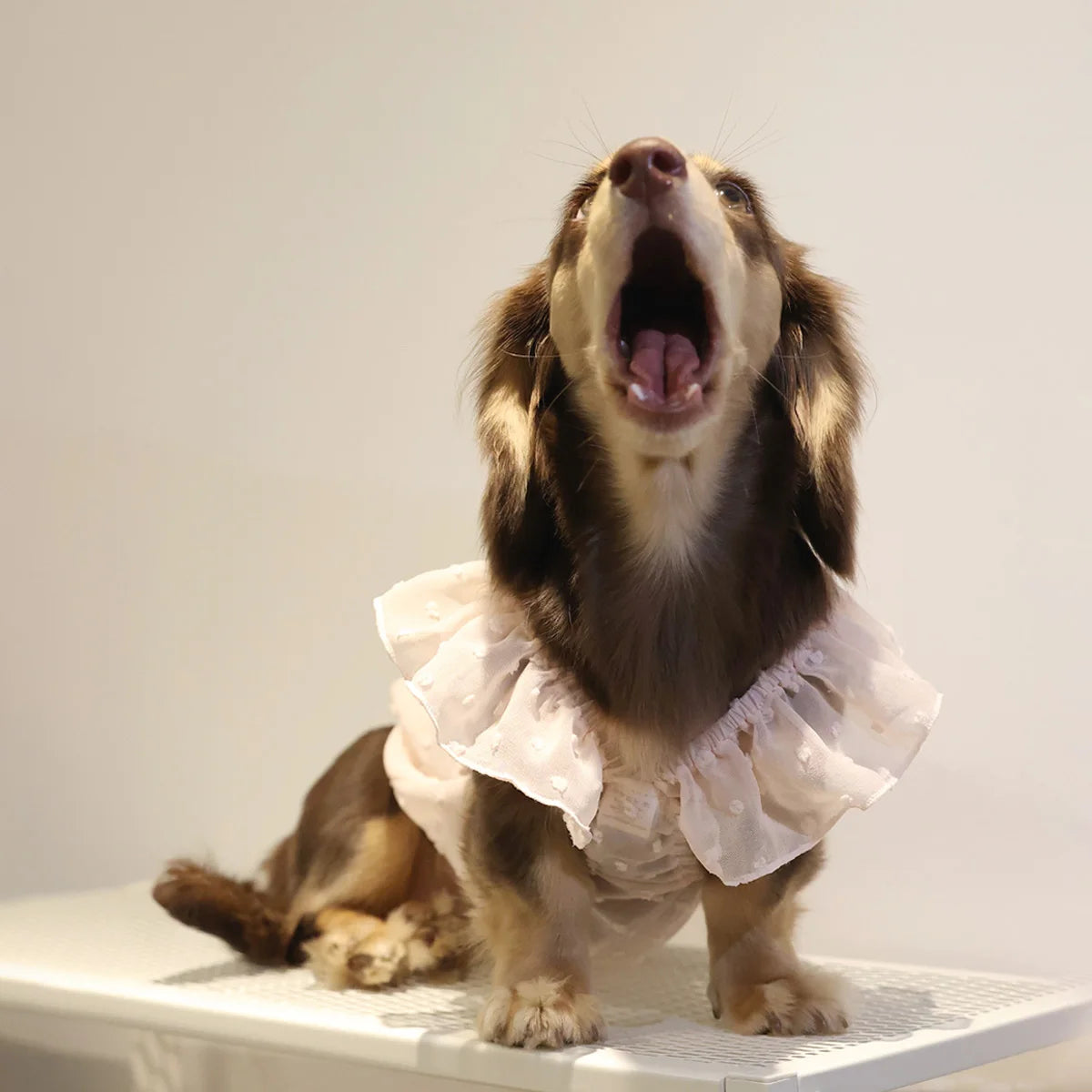 Summer Princess Dog Dress, Lace Skirt Outfit for Small Dogs, Puppies & Cats