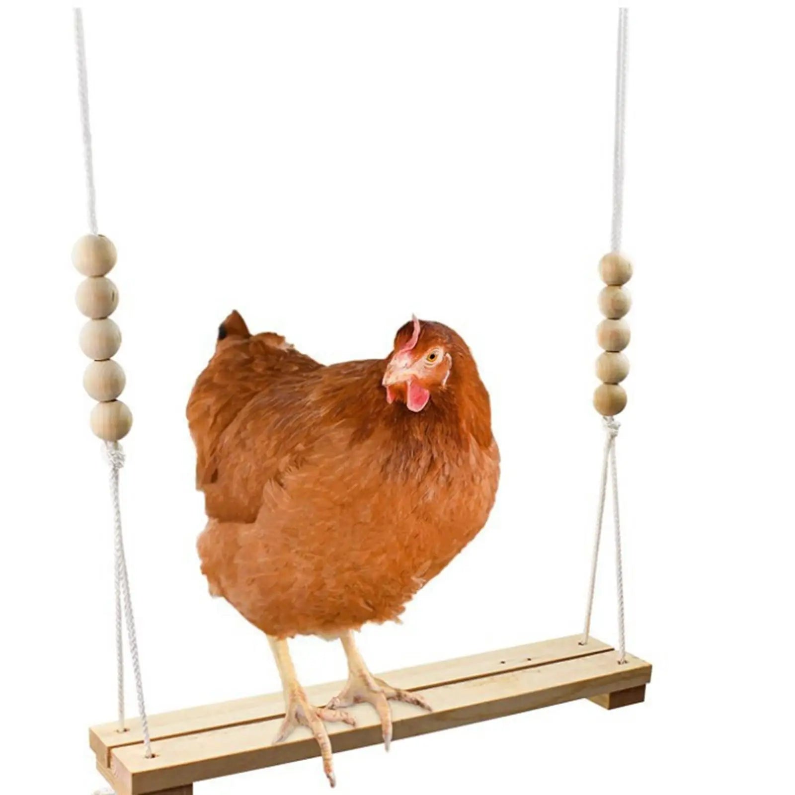 Chicken Swing & Bird Perch