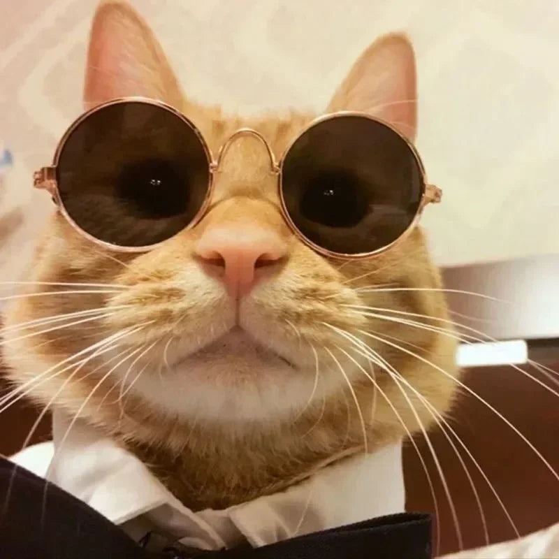 Cute Pet Sunglasses – UV Protection for Small Dogs, Cats & Photo Props