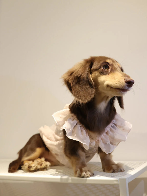 Summer Princess Dog Dress, Lace Skirt Outfit for Small Dogs, Puppies & Cats