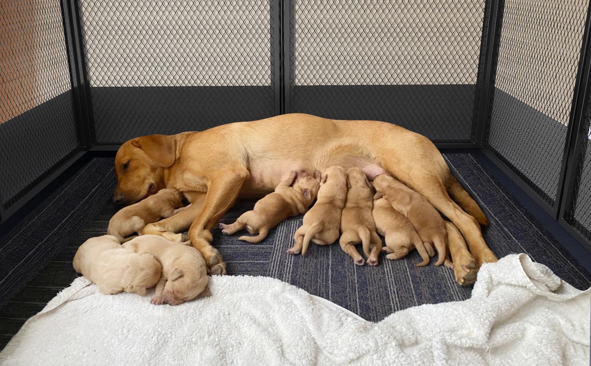 8-Panel Heavy Duty Dog Playpen – Indoor/Outdoor Metal Puppy Fence with Waterproof Whelping Pad
