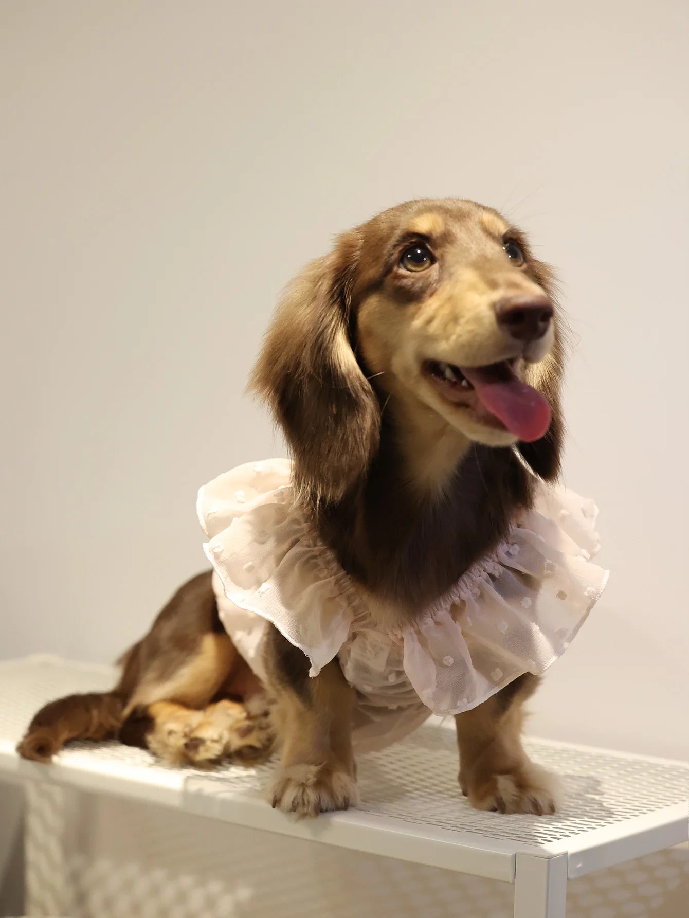 Summer Princess Dog Dress, Lace Skirt Outfit for Small Dogs, Puppies & Cats