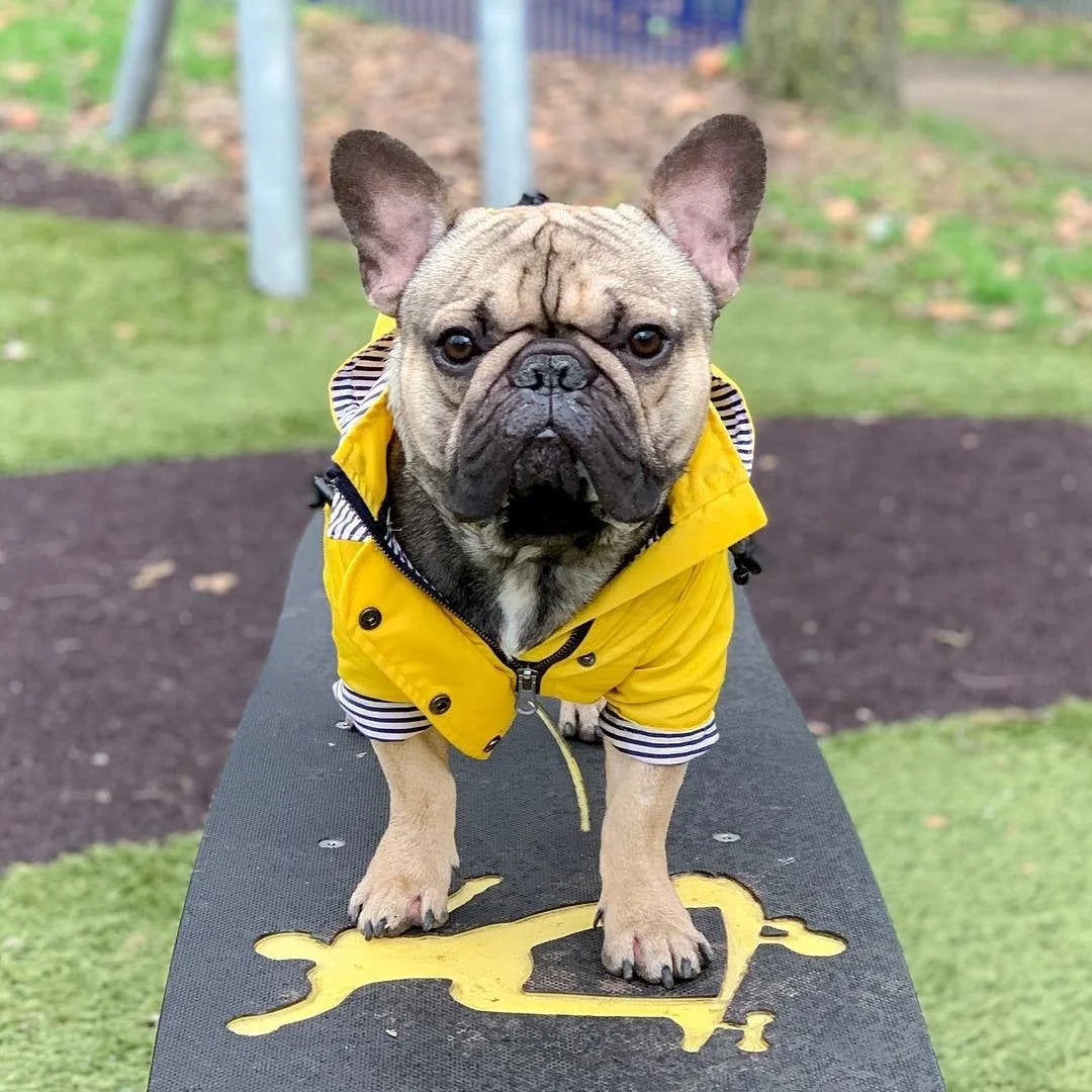 Dog Raincoat with Hood, Reflective Zip-Up Pet Jacket Windbreaker, S-5XL Large Breed