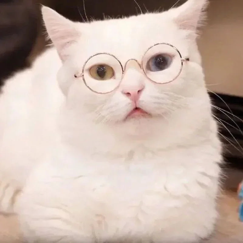 Cute Pet Sunglasses – UV Protection for Small Dogs, Cats & Photo Props