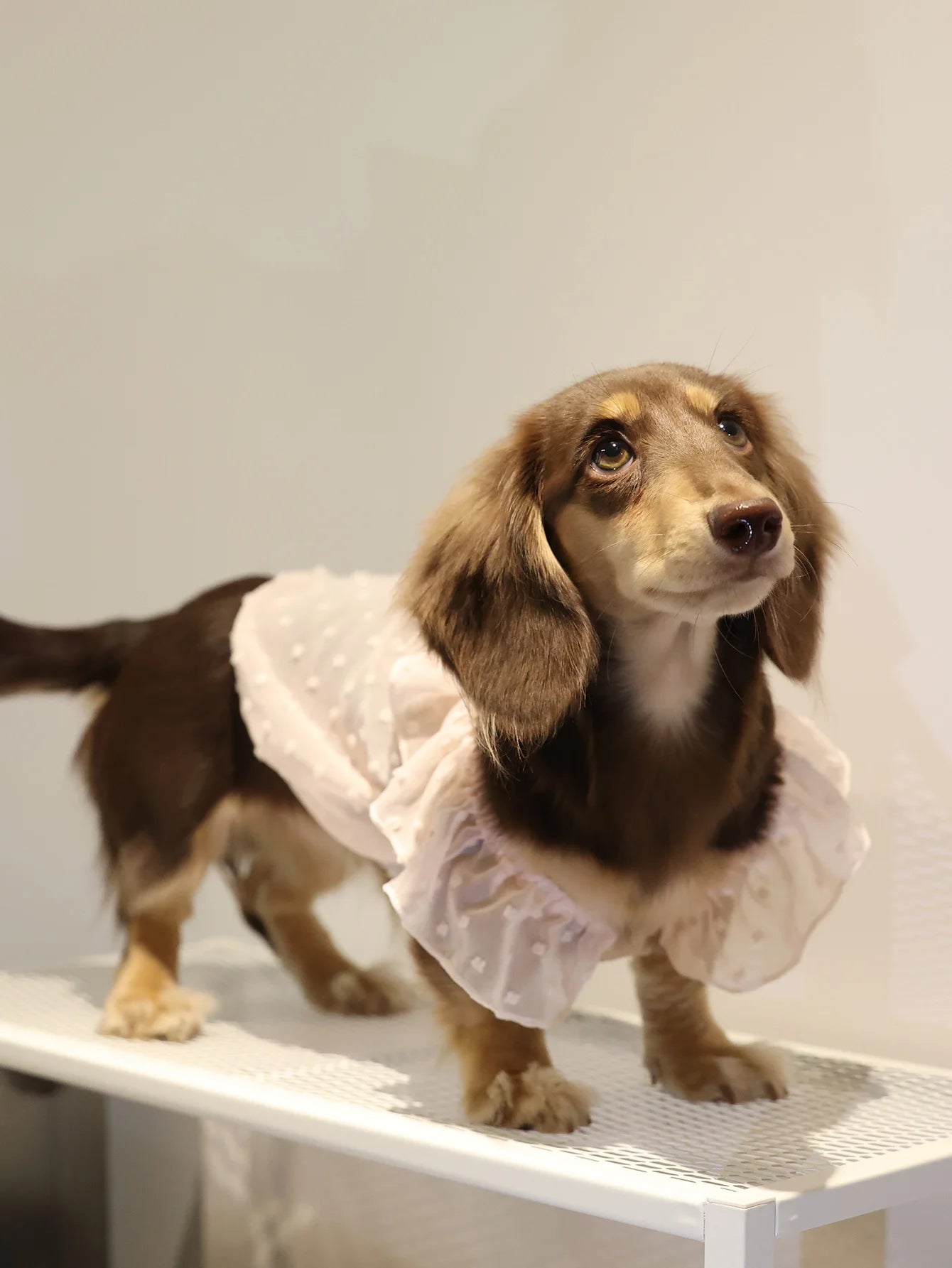 Summer Princess Dog Dress, Lace Skirt Outfit for Small Dogs, Puppies & Cats