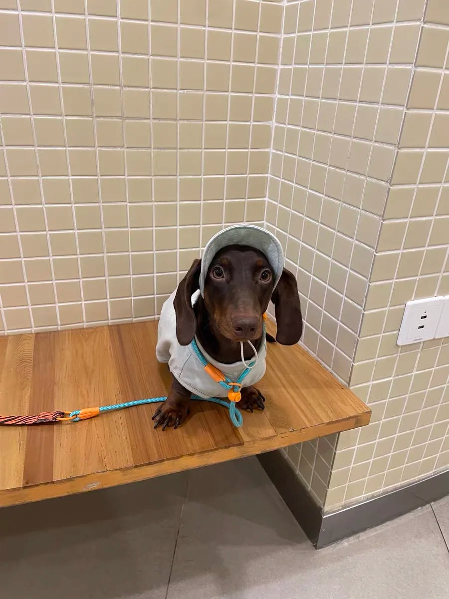 Summer T-Shirt for Dachshunds, Soft Grey Short Sleeve Vest for Wiener Dogs