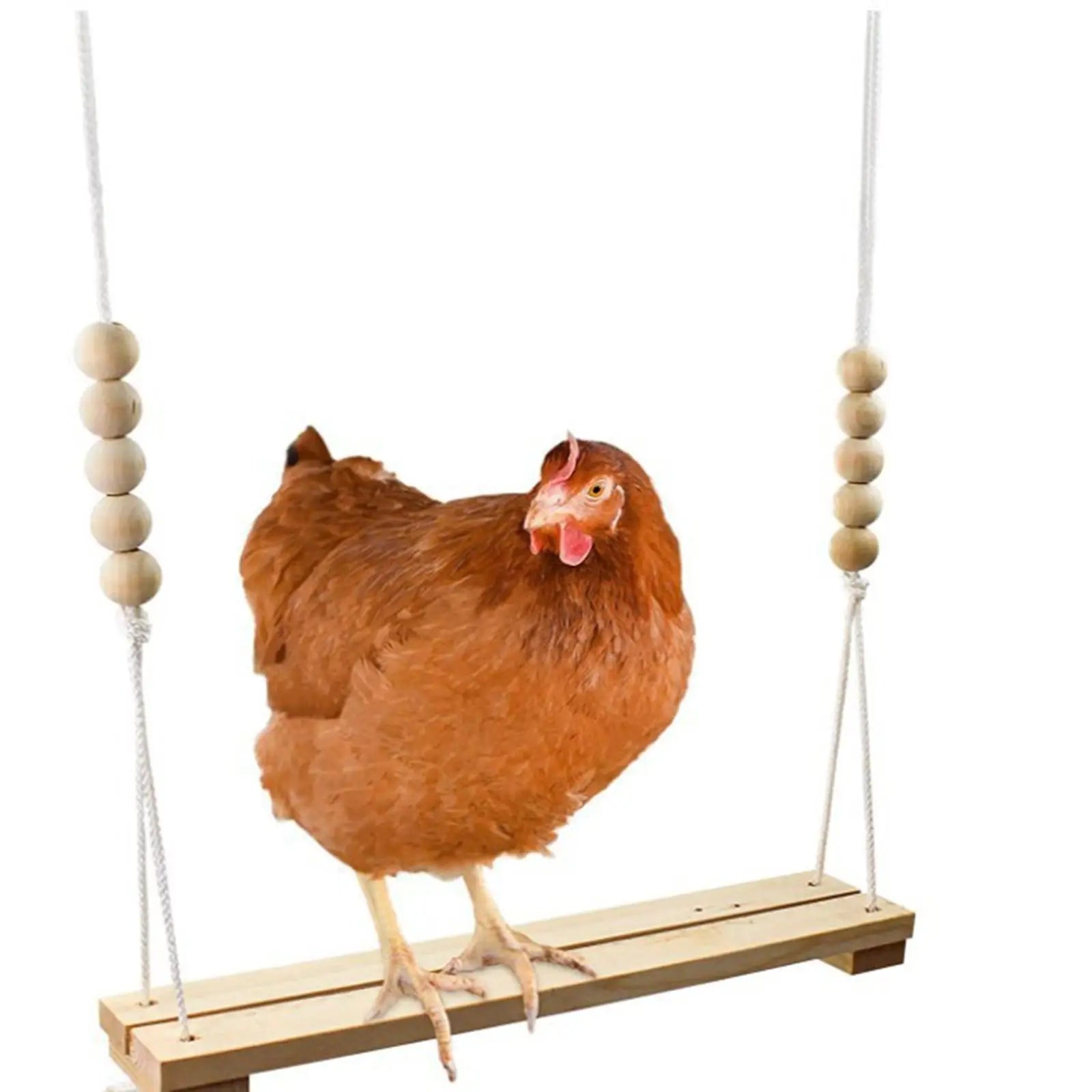 Chicken Swing & Bird Perch