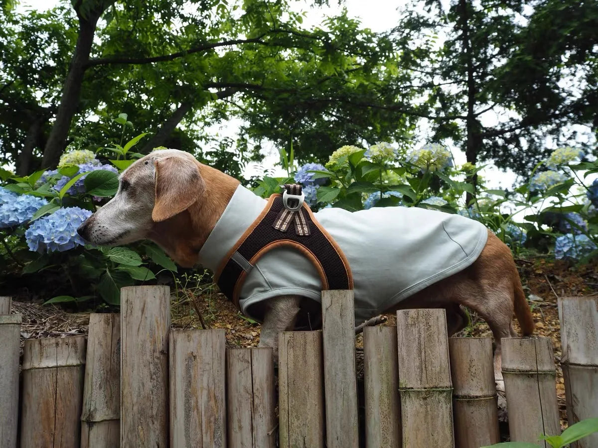 Summer T-Shirt for Dachshunds, Soft Grey Short Sleeve Vest for Wiener Dogs
