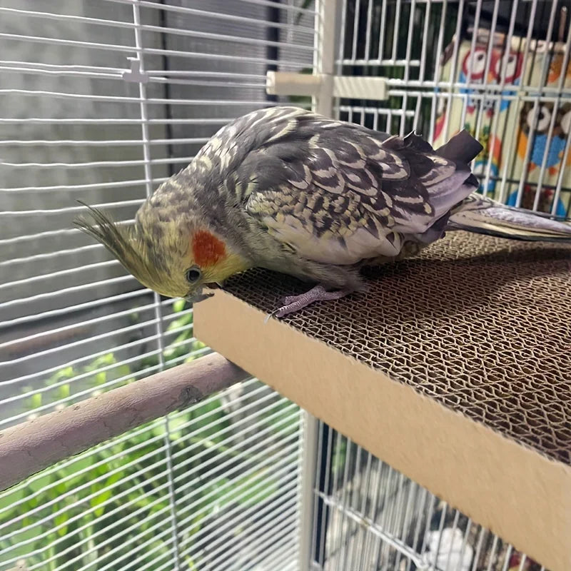 Parrot Chew Toys