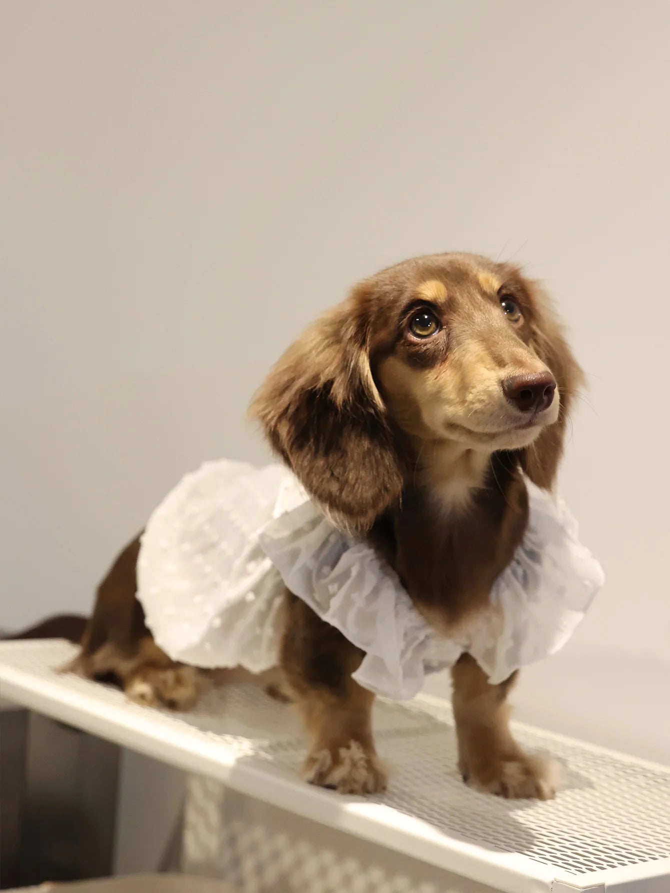 Summer Princess Dog Dress, Lace Skirt Outfit for Small Dogs, Puppies & Cats