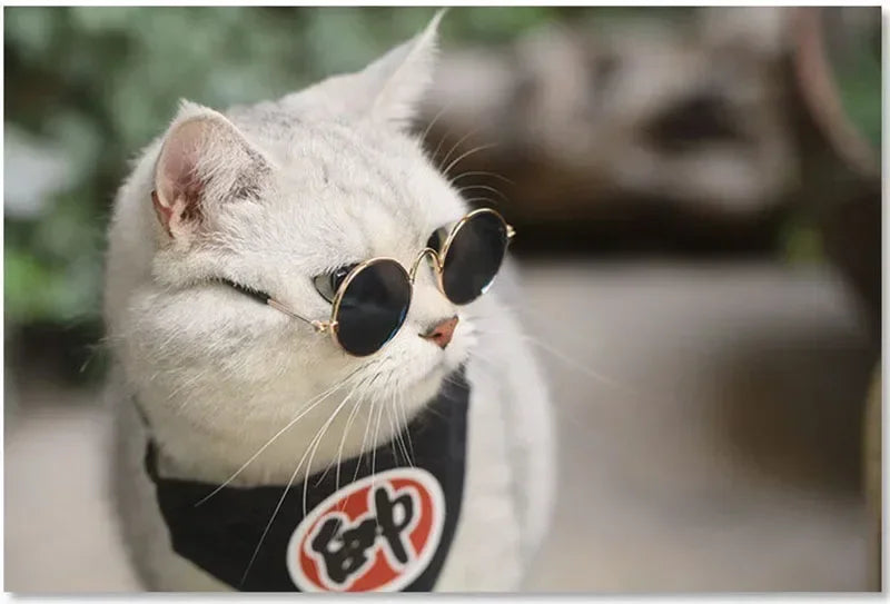 Cute Pet Sunglasses – UV Protection for Small Dogs, Cats & Photo Props